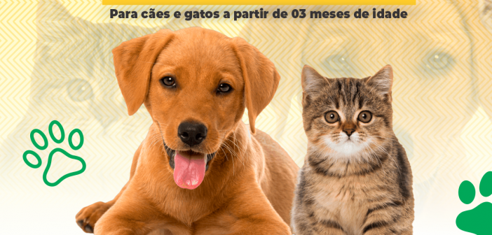 Prefeitura de Cachoeira do Piriá lança campanha de vacinação antirrábica em cães e gatos no município