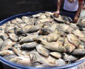 Prefeitura de Cachoeira do Piriá distribui mais de 2 toneladas de peixe de qualidade para famílias em ação solidária
